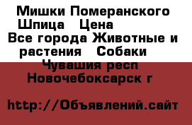 Мишки Померанского Шпица › Цена ­ 60 000 - Все города Животные и растения » Собаки   . Чувашия респ.,Новочебоксарск г.